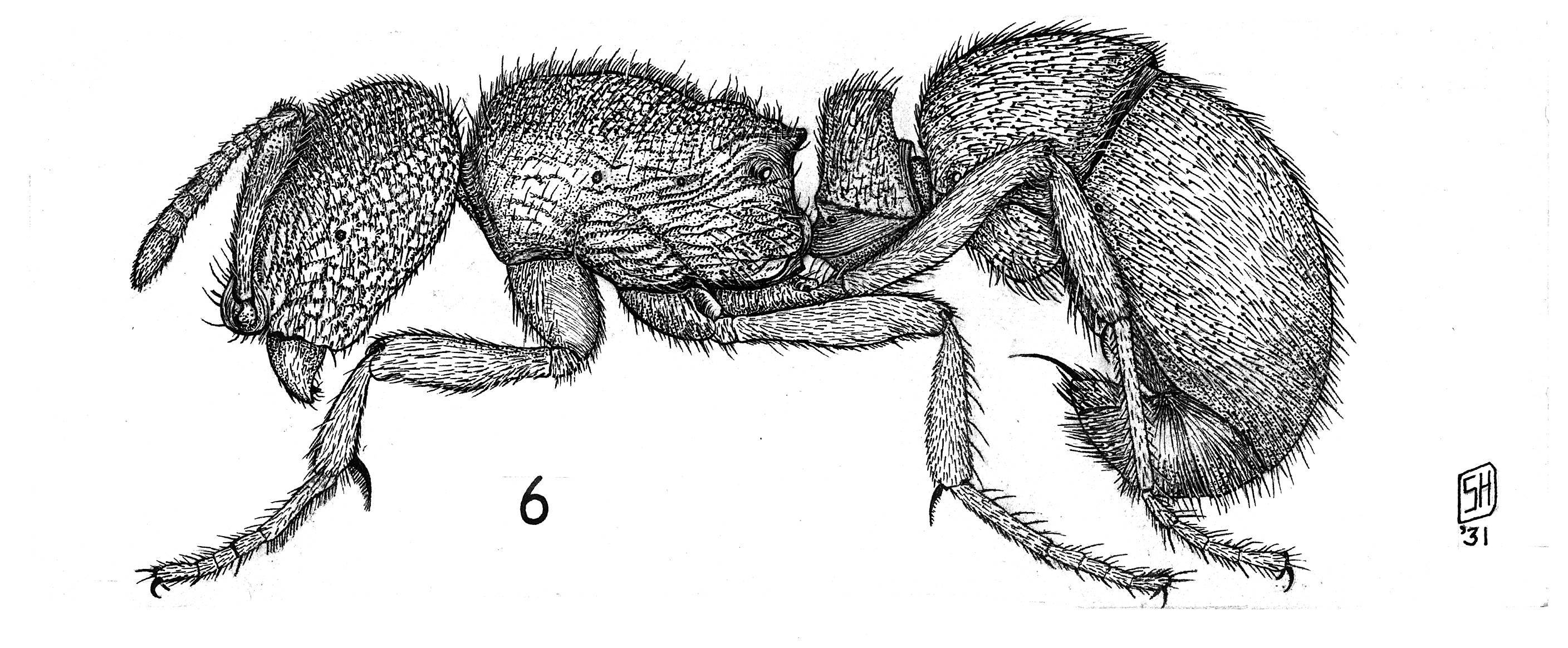 Proceratium croceum (Roger 1860) - Encyclopedia of Life