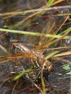 Image of Brown Hawker