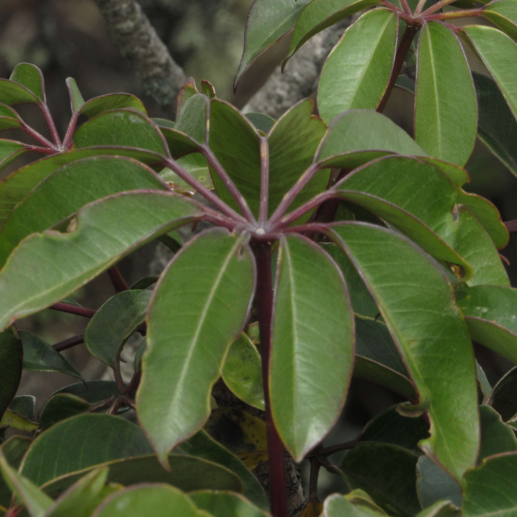 Image of Sciodaphyllum P. Browne