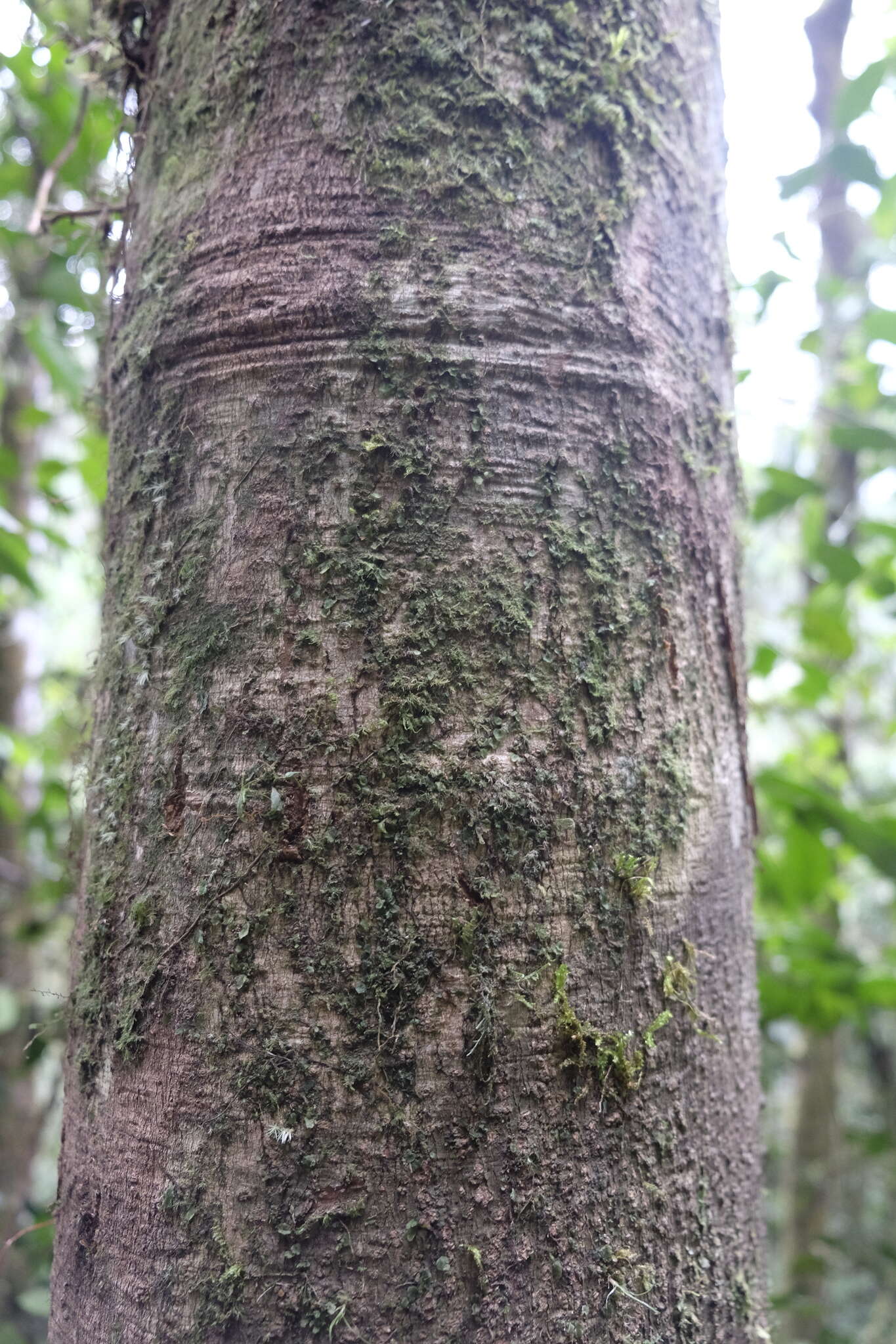 Image of Magnolia chiguila F. Arroyo, Á. J. Pérez & A. Vázquez