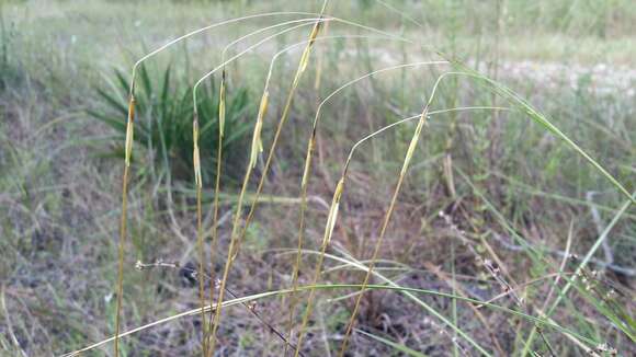 Image of Florida False Beard Grass