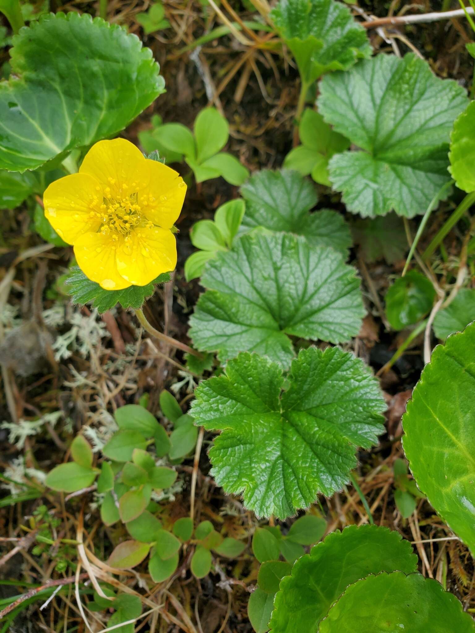 Image of Caltha-Leaf Avens