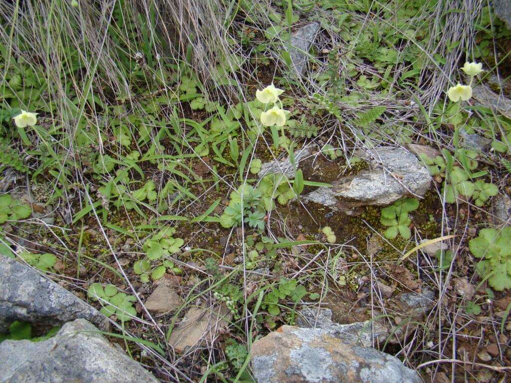 Image de Pterygodium platypetalum Lindl.