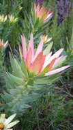 Image de Leucadendron sessile R. Br.