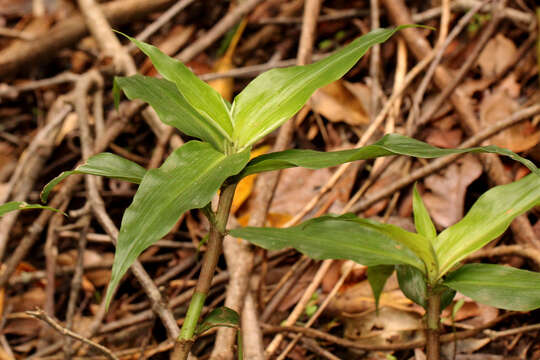 Image of Pollia crispata (R. Br.) Benth.