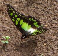 Sivun Graphium tynderaeus (Fabricius 1793) kuva