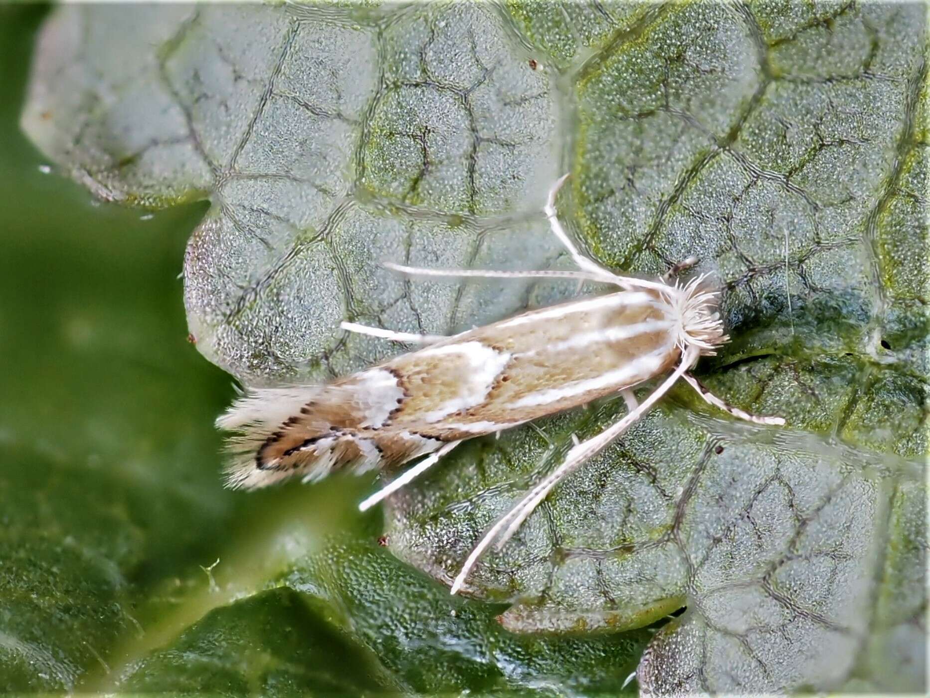 Image de Phyllonorycter coryli (Nicelli 1851)