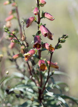 Image of Spanish Rusty Foxglove