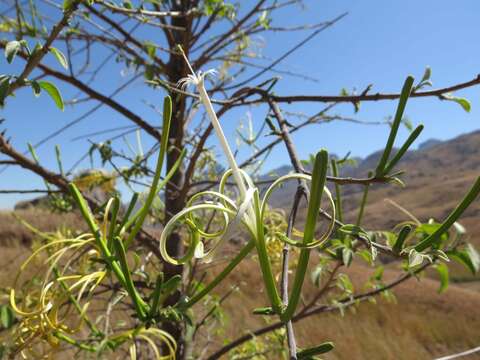 Image of Turraea sericea Sm.