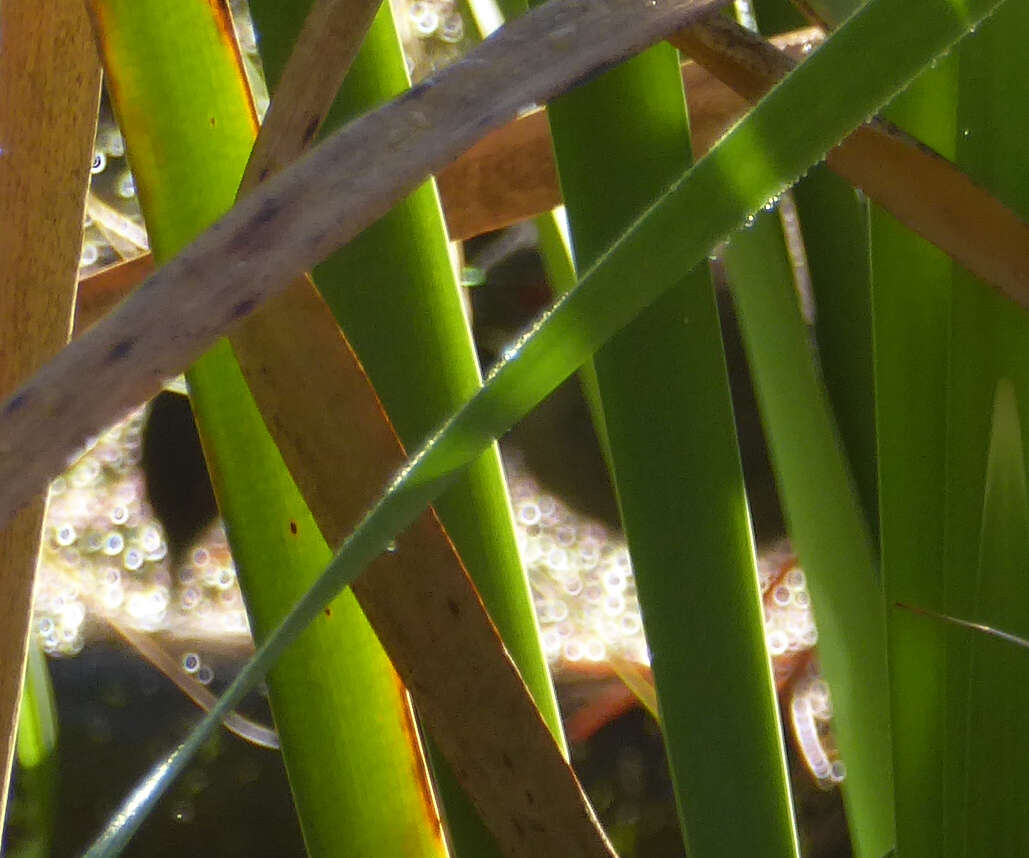 Image of Zapornia tabuensis plumbea