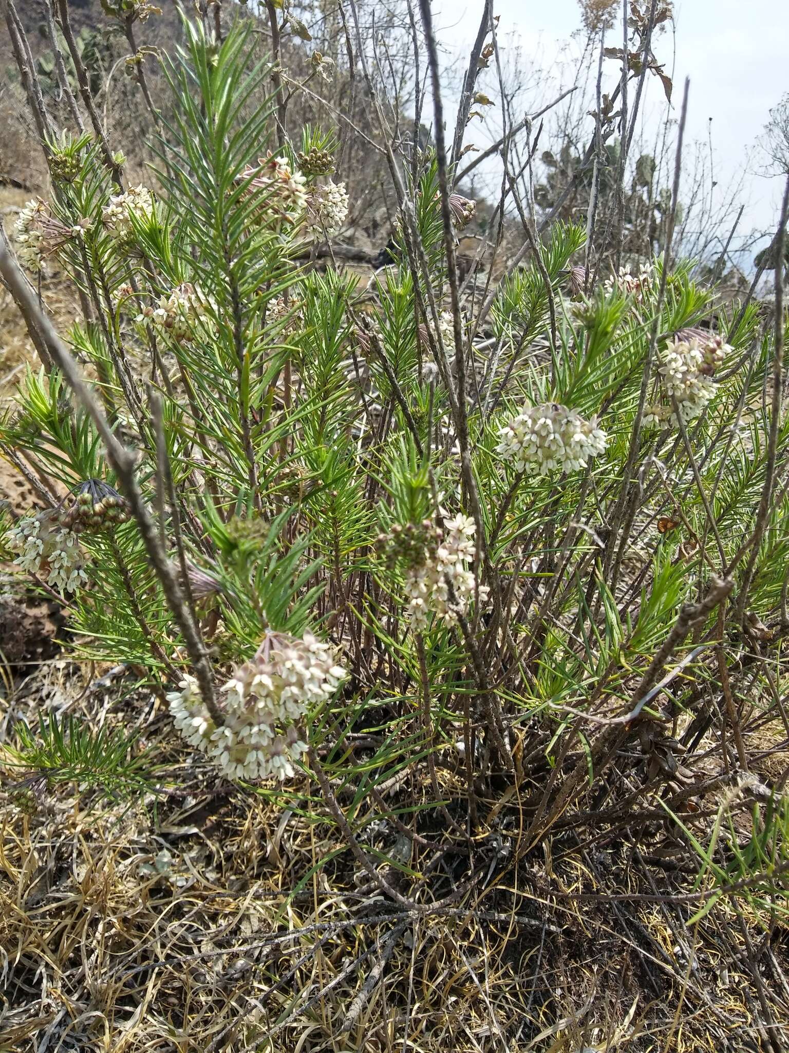 Image of pineneedle milkweed