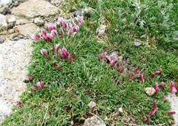 Image of dwarf clover