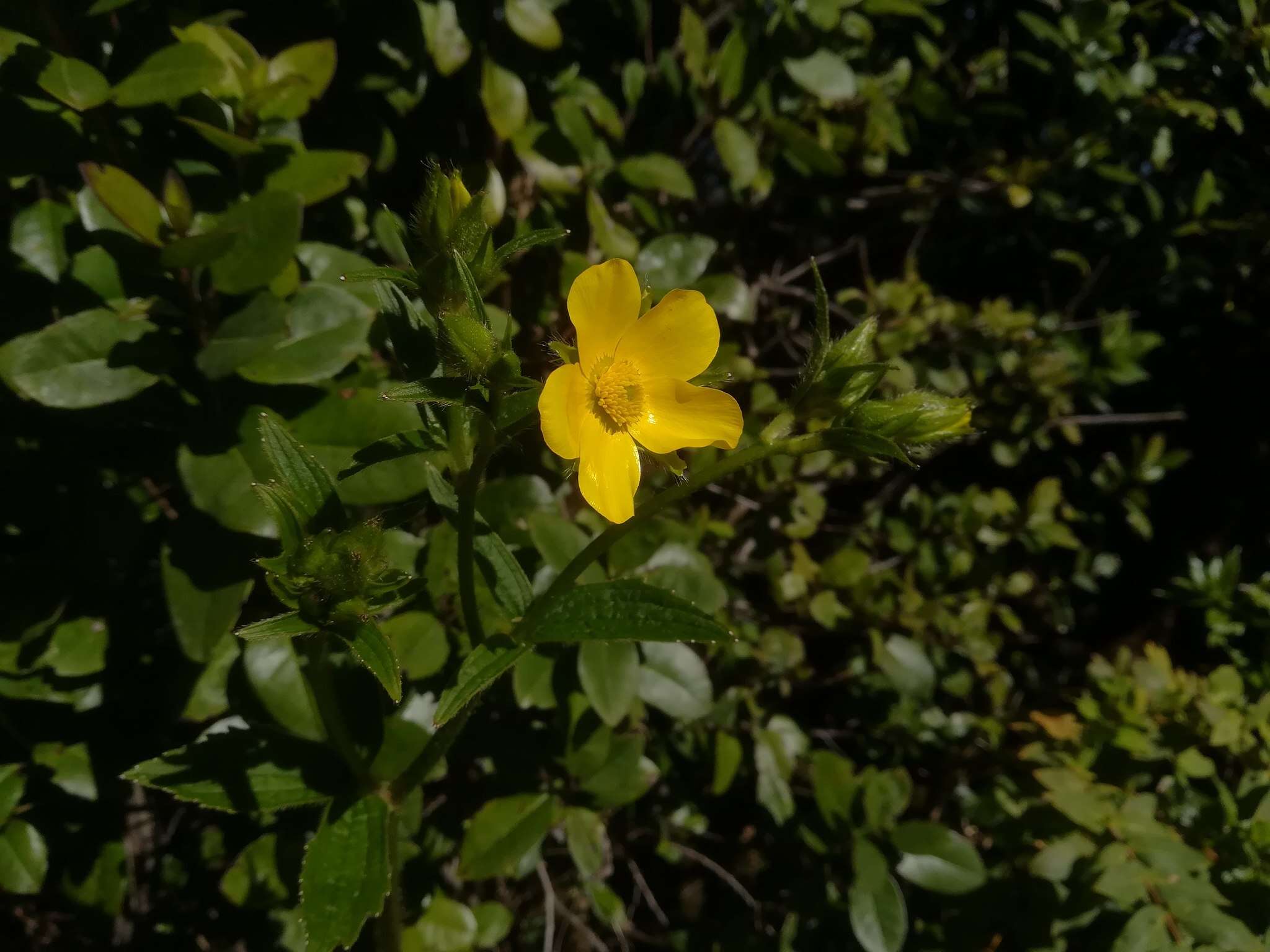 Image of Azores buttercup