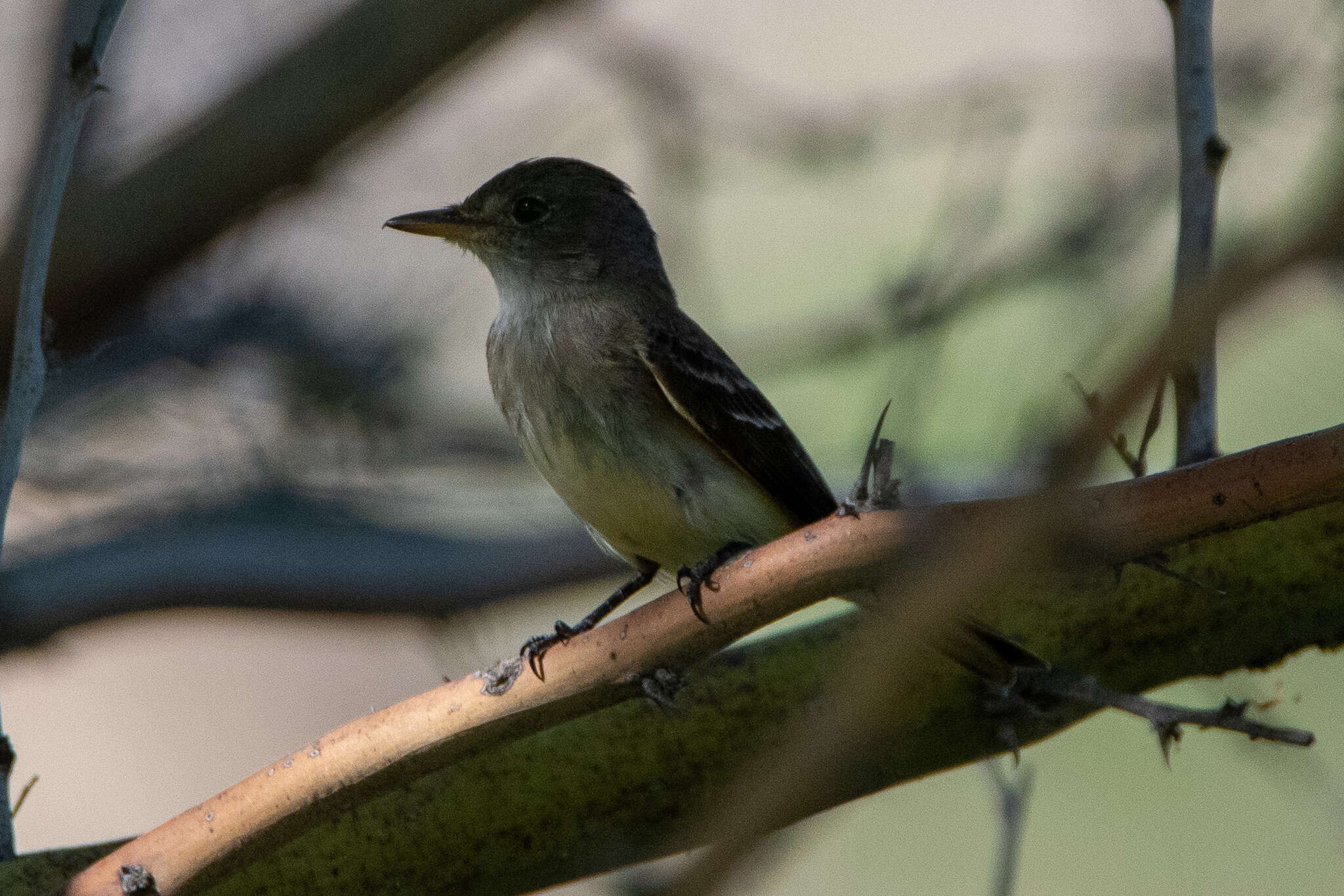 Image of southwestern willow flycatcher