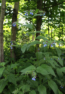 Слика од Symphytum caucasicum M. Bieb.