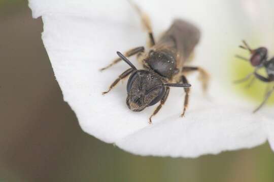 Plancia ëd Lasioglossum malachurum (Kirby 1802)