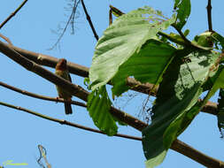 Image of Bornean Brown Barbet