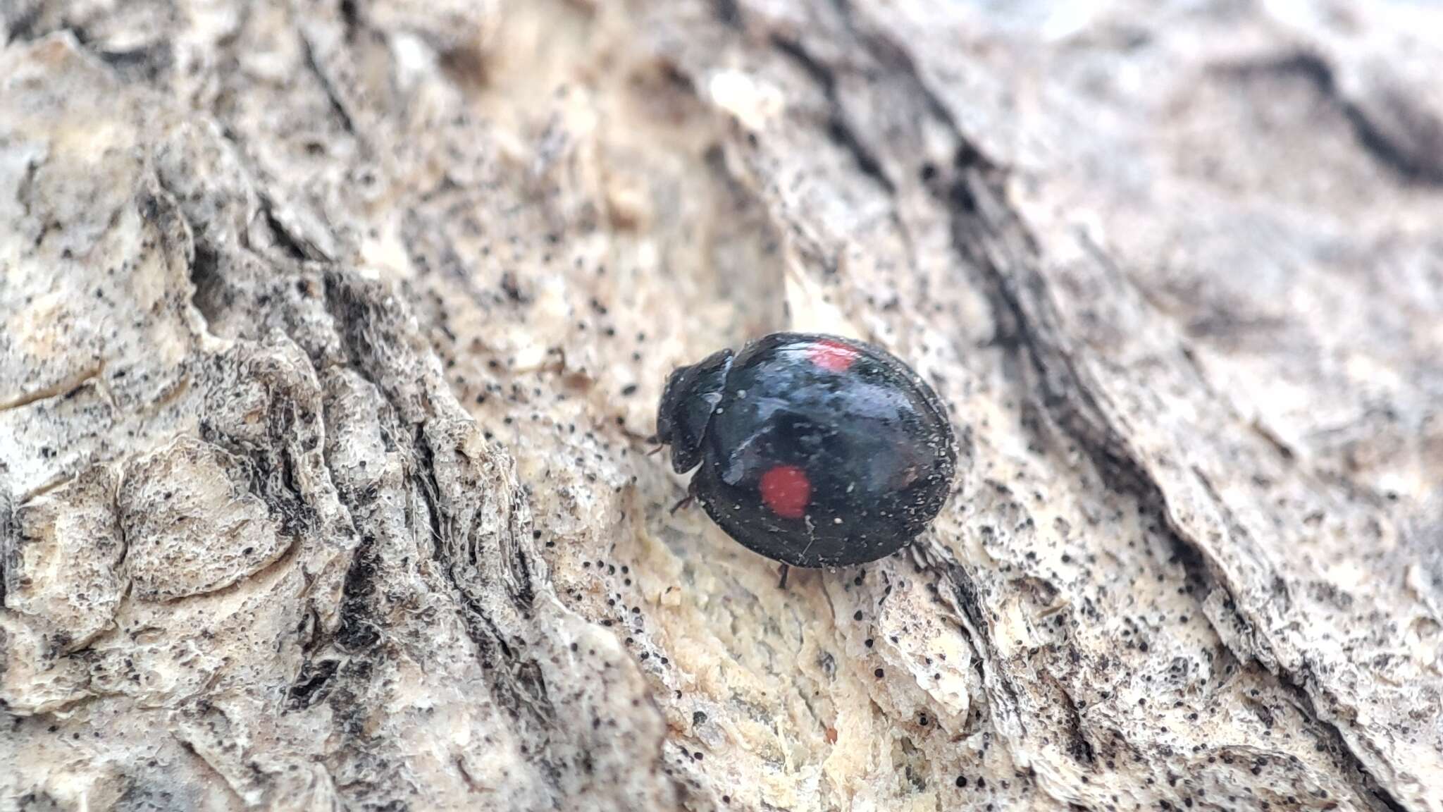 Image of Ladybird beetle