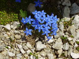 Image of Gentiana terglouensis subsp. terglouensis