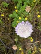 صورة Scabiosa africana L.