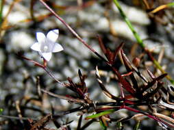 Imagem de Prismatocarpus sessilis var. sessilis