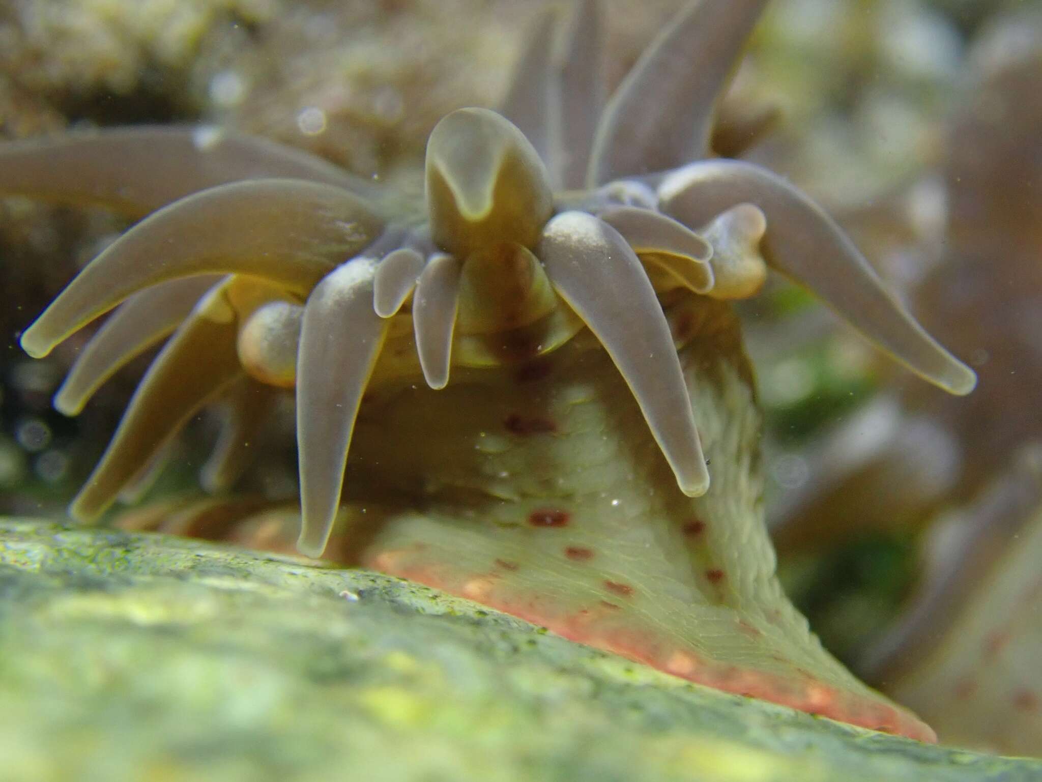 Image of Anthopleura mariae