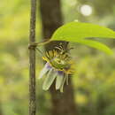 Image of Passiflora standleyi Killip