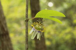 Image of Passiflora standleyi Killip