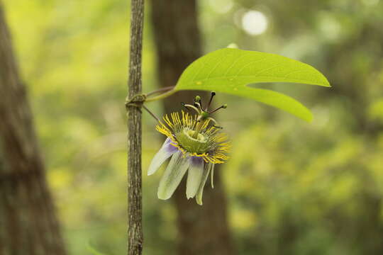 Image de Passiflora standleyi Killip