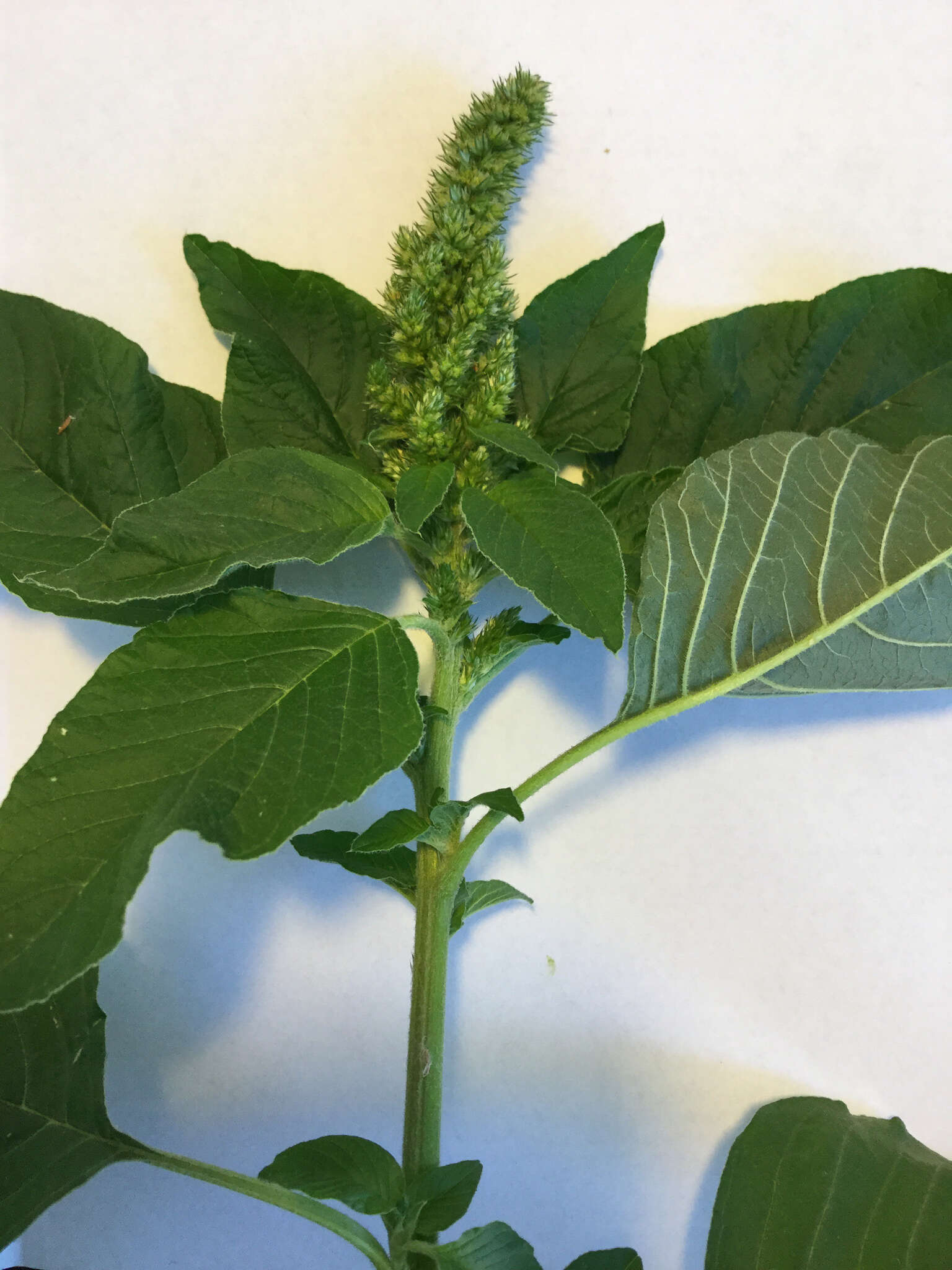 Image of redroot amaranth