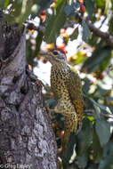 Image of Green-backed Woodpecker