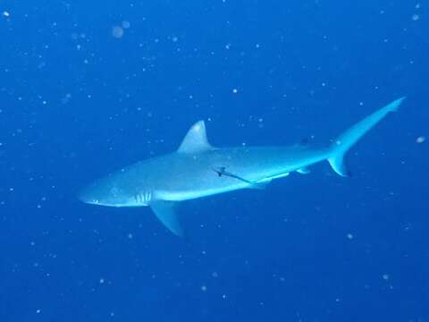 Image of Gray Reef Shark