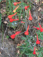 Image of red larkspur