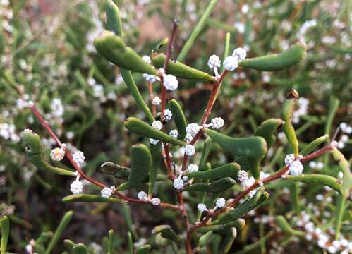 Image of Acacia farinosa Lindl.