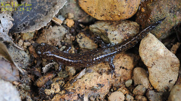 Image of Korean small salamander; Kkoma-Dorongnyong (Korean)