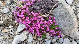 Image of Gorman's dwarf-primrose