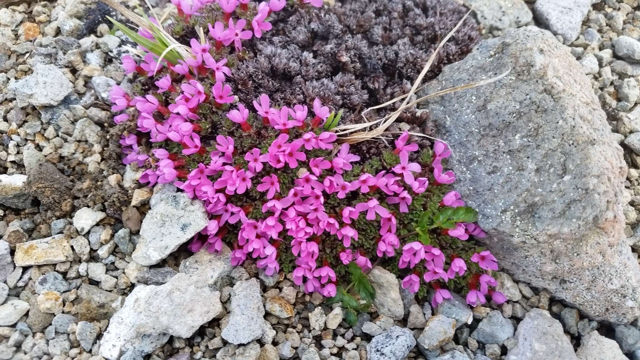 Douglasia gormanii Constance resmi