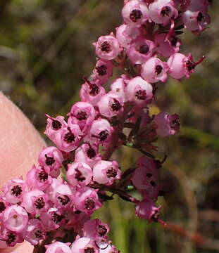 Image of Erica grata Guthrie & Bolus