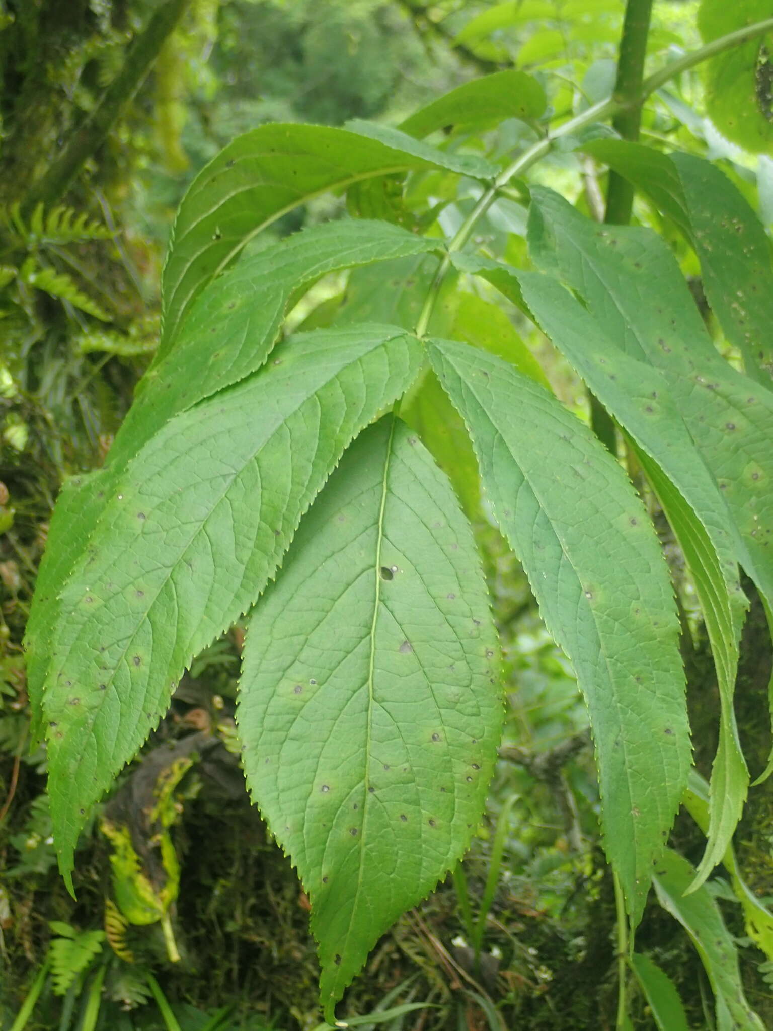 Image de Sambucus peruviana Kunth