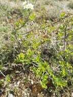 Image of Spiraea hypericifolia subsp. obovata (Waldst. & Kit. ex Willd.) Dostál