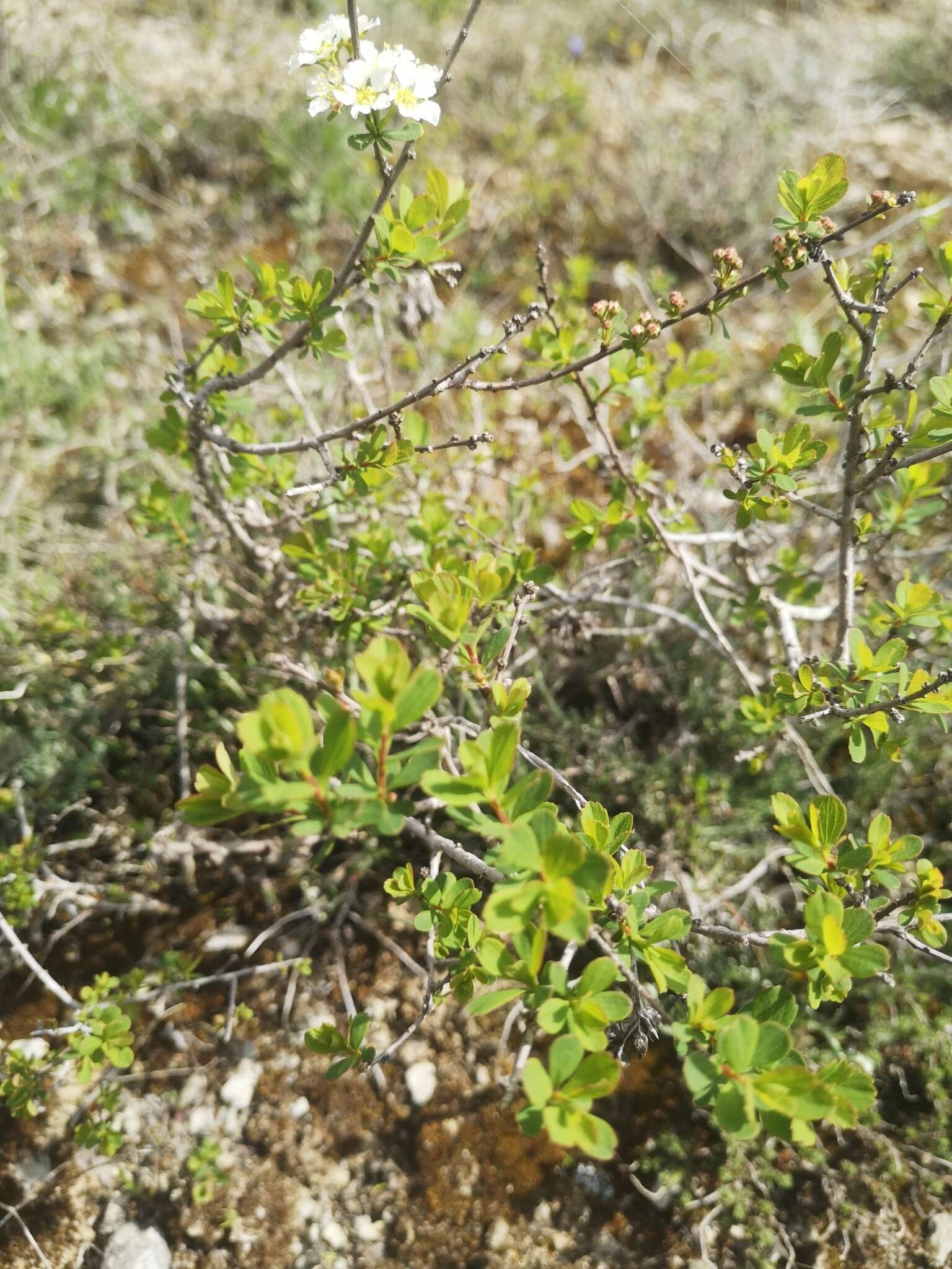 Image of Spiraea hypericifolia subsp. obovata (Waldst. & Kit. ex Willd.) Dostál