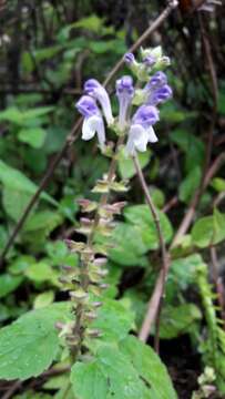 Image of Scutellaria discolor Colebr.