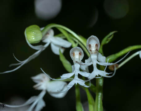 Image of Doll orchid