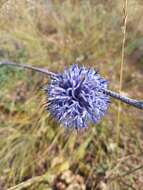 Echinops tataricus的圖片