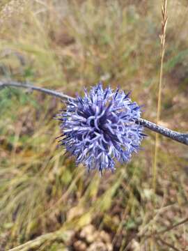 Echinops tataricus的圖片