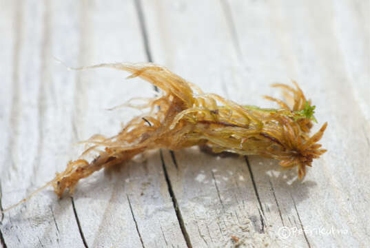 Image of sphagnum