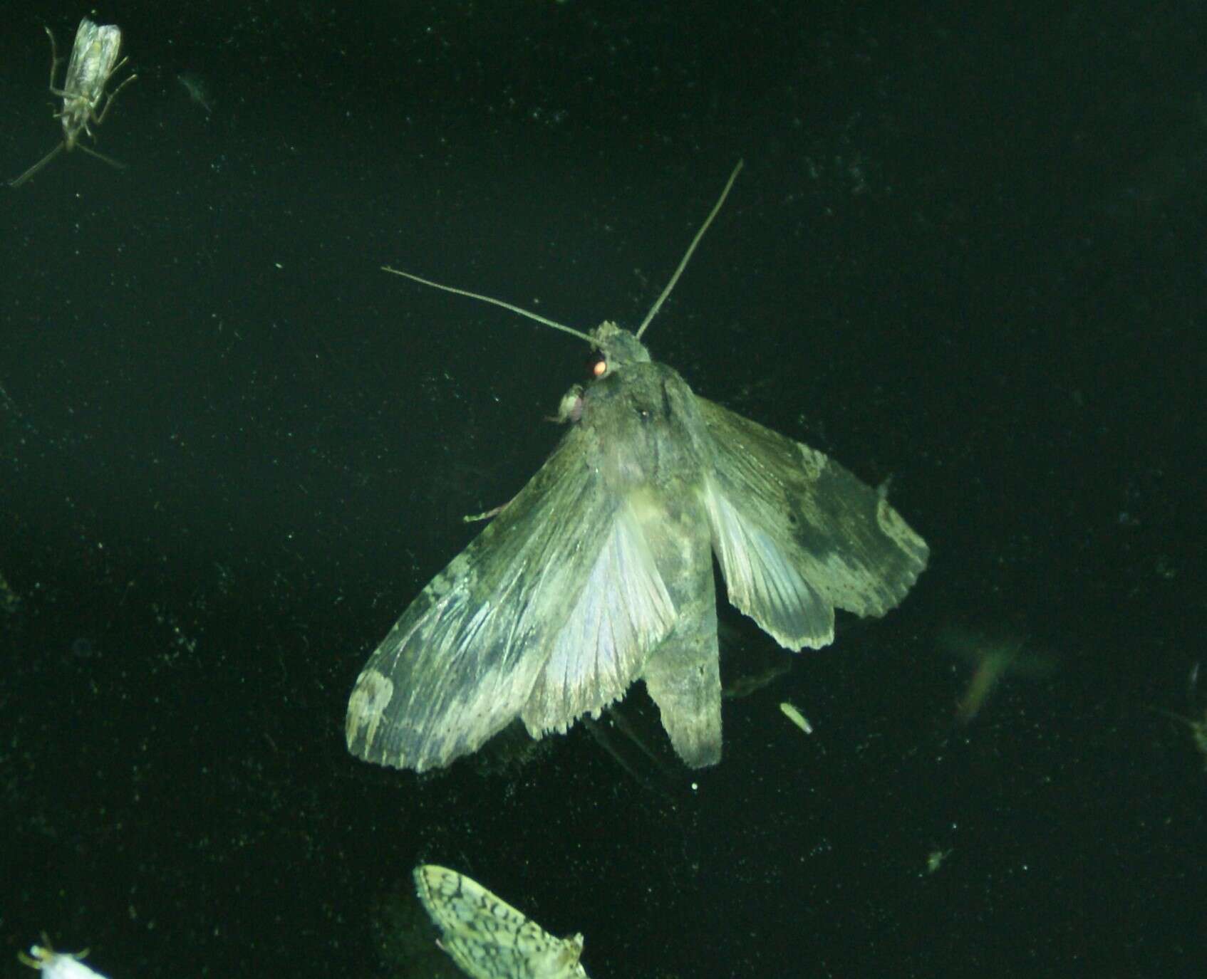 Image of Nystalea ebalea Cramer 1781
