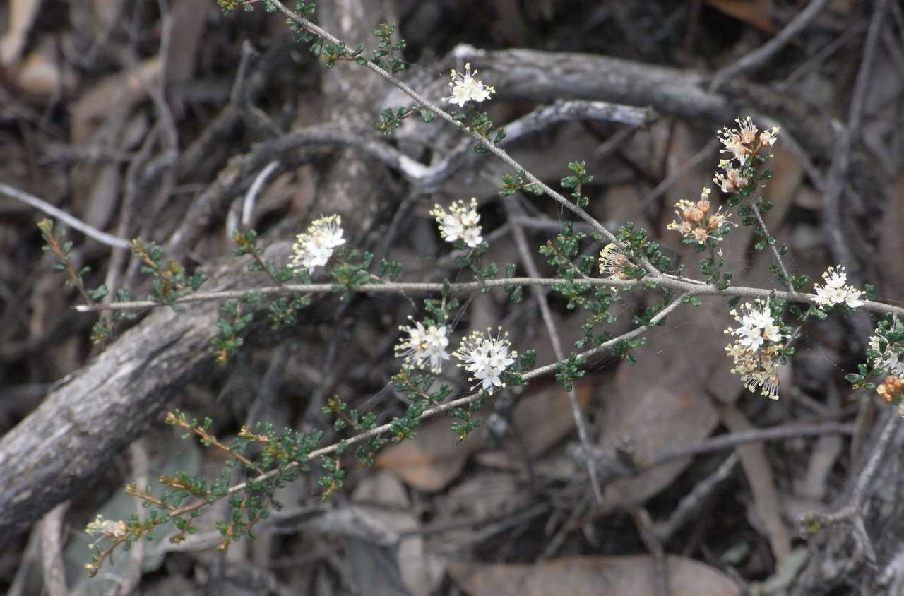 Image of Phebalium festivum Paul G. Wilson