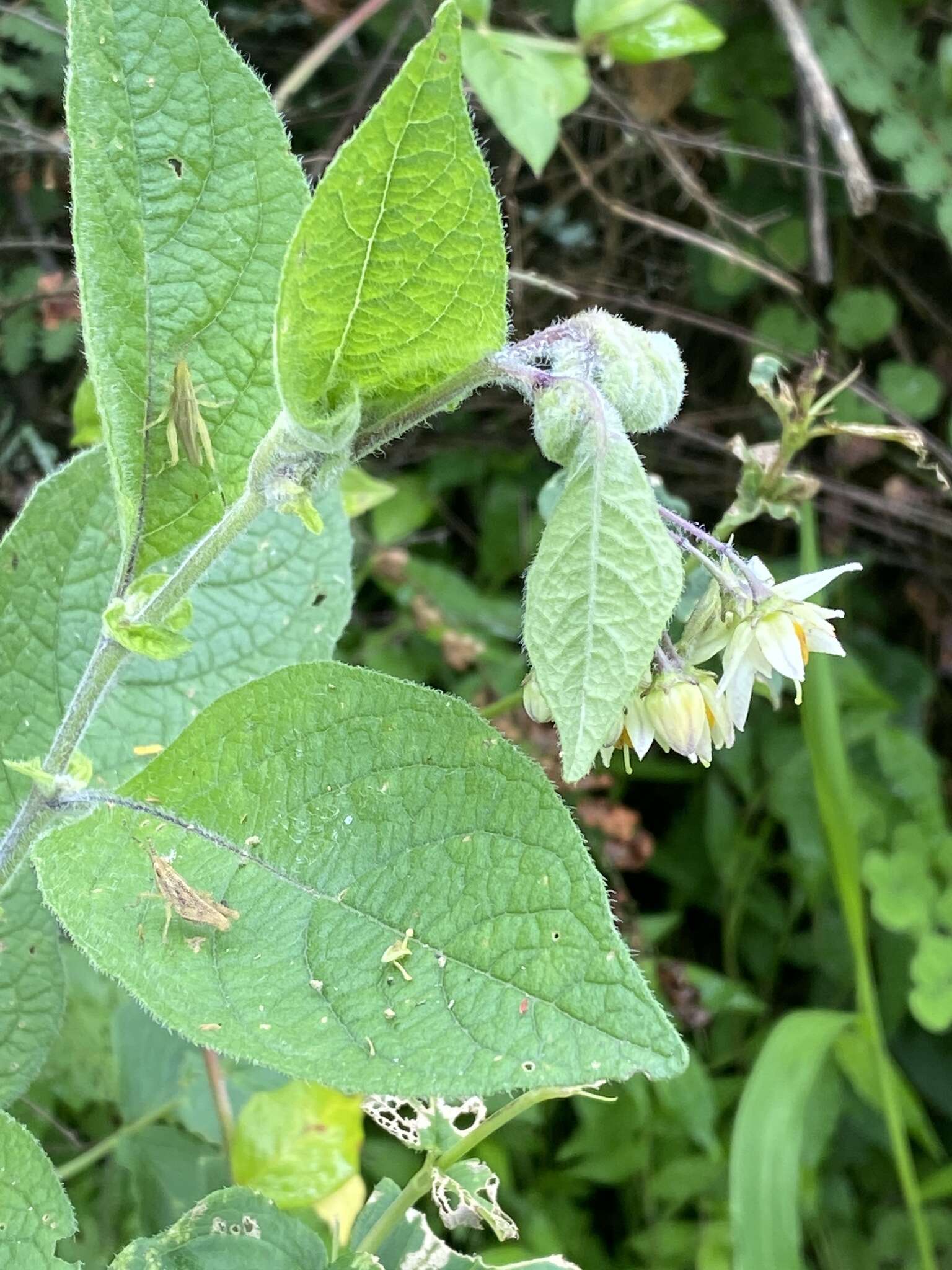 Image of ornamental nightshade