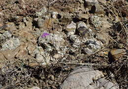 Image of Centaurea sarandinakiae Illarionova